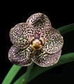 Vanda Razarudin Hussain 'Spottie'