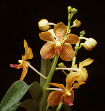 Vanda Claire Garrett 'Sunburst'