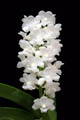 Rhynchostylis coelestis var. alba