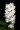 Rhynchostylis coelestis var. alba