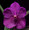 Vanda Robin Burr