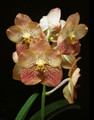 Vanda Coronation Celebration 'Quiney'