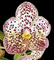 Vanda Pintuwadee 'Miss Coco Chanel' AM/AOS