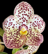 Vanda Pintuwadee 'Miss Coco Chanel' AM/AOS