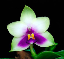 Phalaenopsis bellina