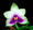 Phalaenopsis bellina
