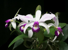Cattleya violacea h.f. semialba