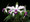 Cattleya violacea h.f. semialba
