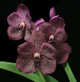 Vanda Vimon Fancy