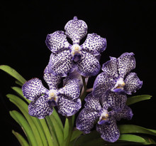 Papilionanda Omar Padron 'Indigo Blue Spots'