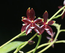 Phalaenopsis cornu-cervi (red form)