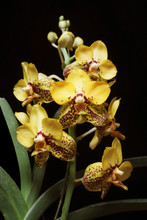 Vanda Yessica Salazar 'Freckles'