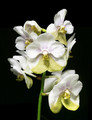 Vanda Muang Thong 'Barbara' AM/AOS