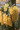 Dendrobium lindleyi L