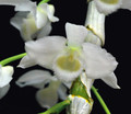 Dendrobium parishii v. album