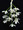 Dendrobium parishii v. album