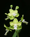 Vandachostylis Dumrong 'Redland Lemonade'