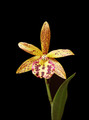 Brassocattleya Rustic Spots