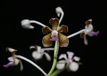 Vanda limbata