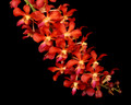 Waironara Tango Fire 'Ruby's Fire' AM/AOS