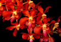 Waironara Tango Fire 'Ruby's Fire' AM/AOS (Lg)