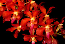 Waironara Tango Fire 'Ruby's Fire' AM/AOS (Lg)