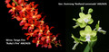 June 2025 Special #1
Wrna. Tango Fire 'Ruby's Fire' AM/AOS
Van. Dumrong 'Redland Lemonade' AM/AOS