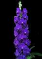 Vanda Memoria Tan Beng Chye 'Royal'