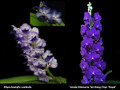 June 2025 Special #2
Rhynchostylis coelestis
Vanda Memoria Tan Beng Chye 'Royal'