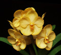 Vanda Siriwan 'Canary'