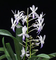 Vandachostylis Lou Sneary 'Star Bright'