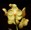 Vanda Rajul Patel 'Lemon Drop'