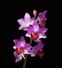 Papilaenopsis L'esprit de Kellock 'Fantasia' 