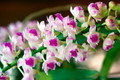 Aerides Korat Koki