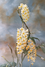 Dendrobium thyrsiflorum (Lg) 