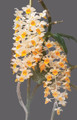 Dendrobium thyrsiflorum (Med)