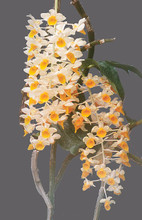 Dendrobium thyrsiflorum (Med)