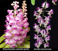 July 2025 Special #2
Rhynchostylis coelestis pink form
Aerides lawrenceae