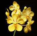 Vanda Arunee's Honey Moon 'Butter Ball'