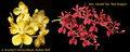 July 2025 Special #3 
V.  Arunee's Honey Moon 'Butter Ball'
Ren. Gerald Tan 'Red Dragon'