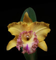 Rhyncholaeliocattleya Chao Praya Gold 'Goldie'