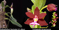 August 2025 Special #2
Bulbophyllum fascinator h.f. album
Trichoglottis atropurpurea [Syn. brachiata]