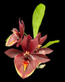 Catasetum Penang 'CF Bordeaux'