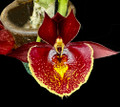Catasetum Raspberries and Cream 'Postre' 