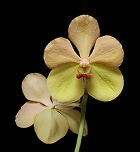 Papilionanda Nancy Zakon 'Key Lime'