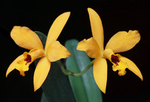 Cattlianthe Goldbrad 'Miku'