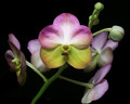 Vanda Yellow Butterfly 'Lemon Parfait'