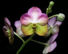 Vanda Yellow Butterfly 'Lemon Parfait'