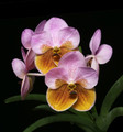 Vanda Alena Shield 'Sweet Dreams'