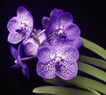 Vanda Alexandra Kontos 'Esidai'